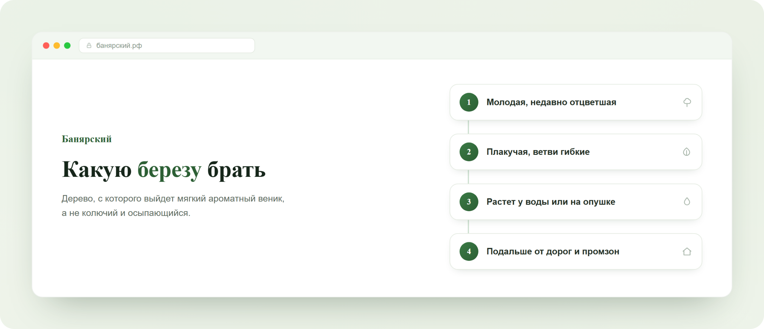 Как выбрать березу для веника, четыре признака, схема Банярский