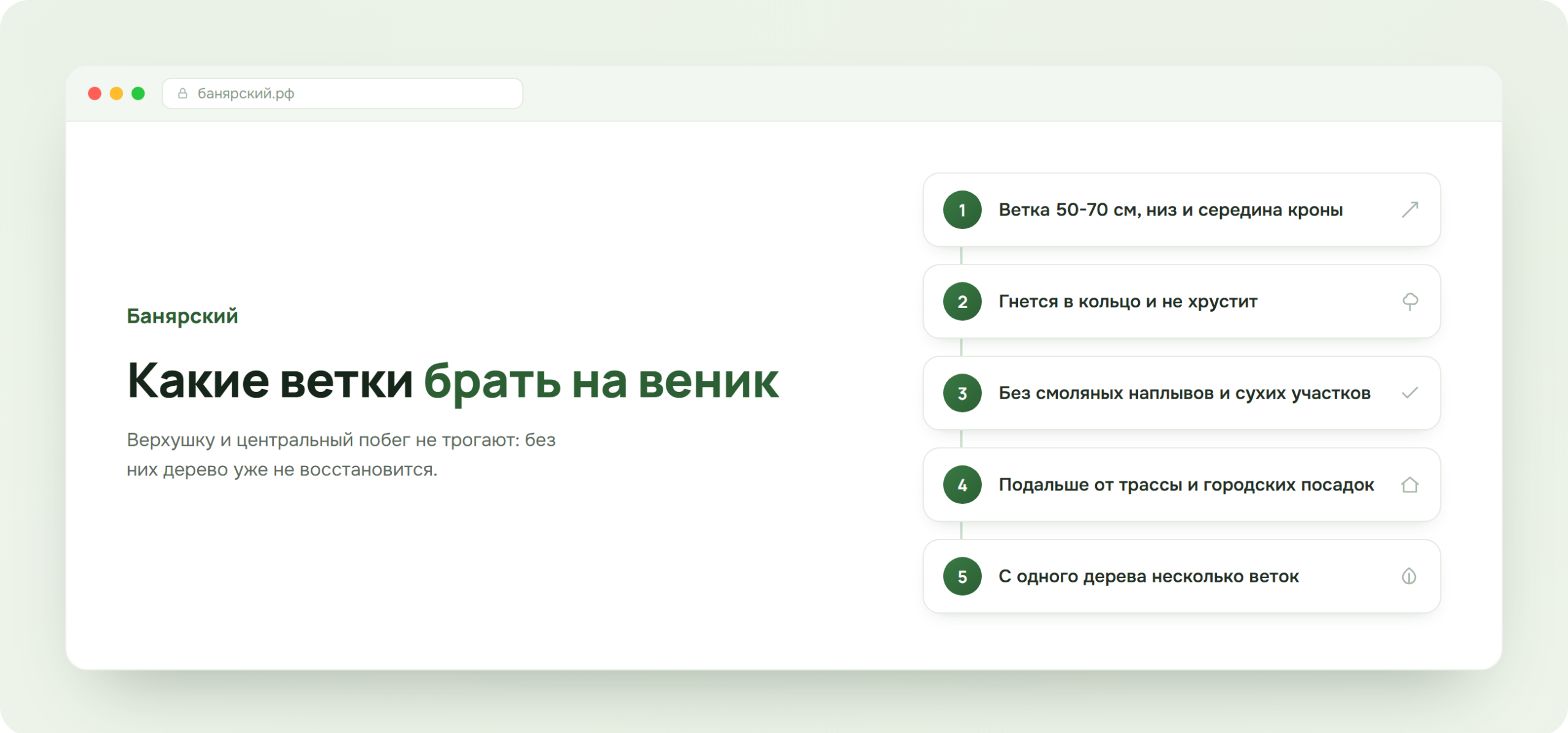Критерии выбора веток для хвойного веника, схема Банярский