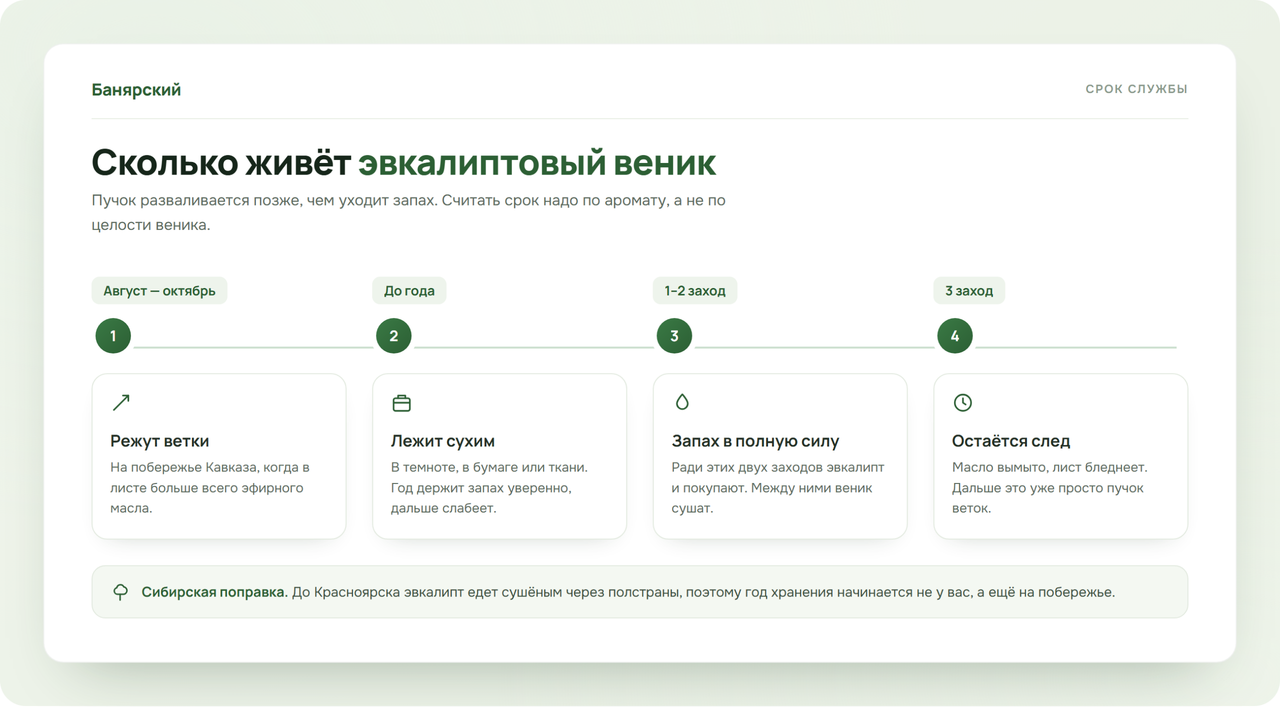Путь эвкалиптового веника от заготовки осенью до третьего парения, схема Банярский
