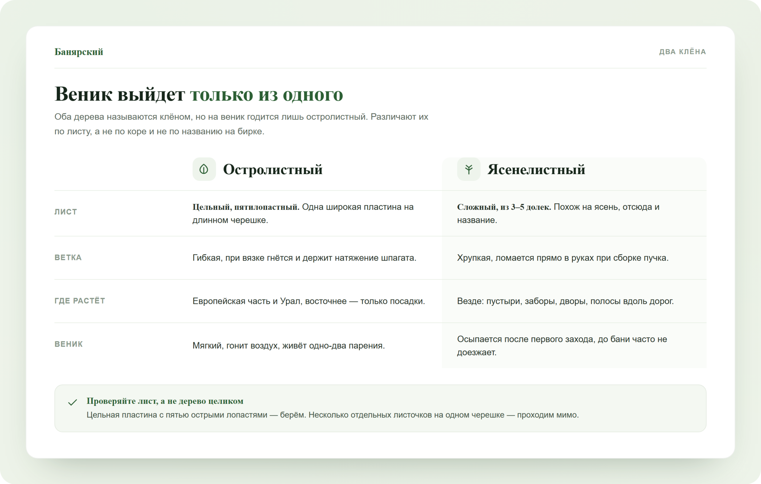 Сравнение клена остролистного и ясенелистного для банного веника, схема Банярский