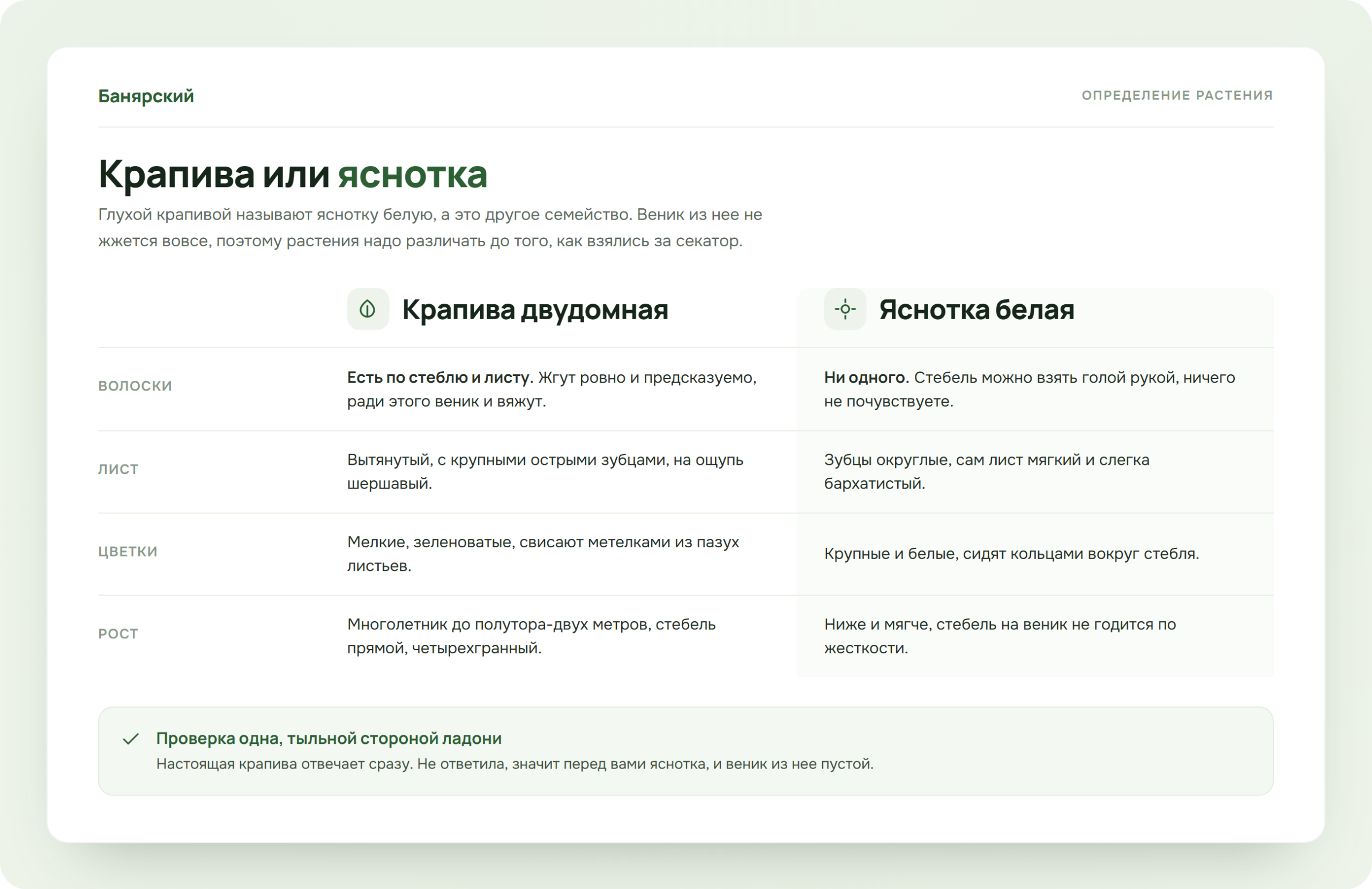 Чем крапива двудомная отличается от яснотки белой, схема Банярский